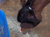 Danielle's Horse Majic - Visit the testimonial by clicking on the thumbnail.