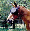 Vee's Horse "Harmony" - Guardian Mask representative wearing the Lightweight Riding and Racing Mask with 95% Sunshades.