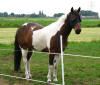 Marlous horse Ryan - To visit the testimonial click on the thumbnail.