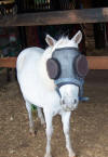 Martha's Horse "Munchkin" - To visit the testimonial please click on the thumbnail.