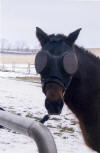 Nanette's Horse Newton - To visit the testimonial please click on the thumbnail.