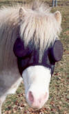 Elaine's Horse Bandit - To view the testimonial please click on the thumbnail.