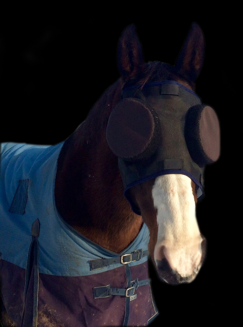 Click the horse image to view the original photo.